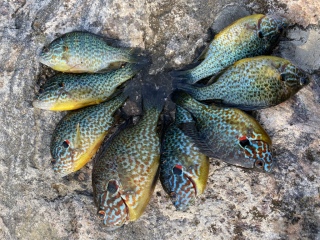 Muu kalalaji 0 g